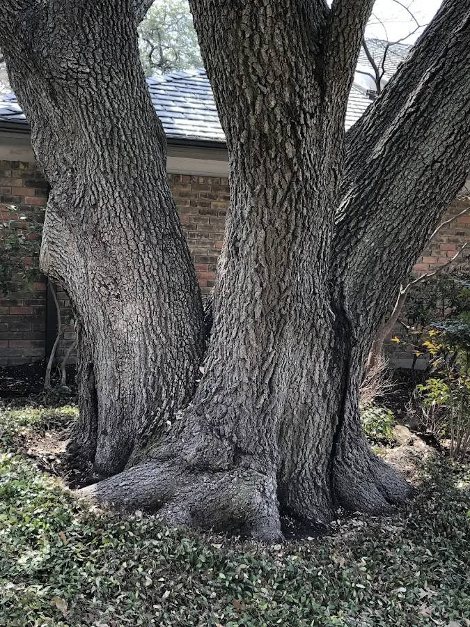 Mature heritage tree close to a Clallam Bay property cared for by certified arborists